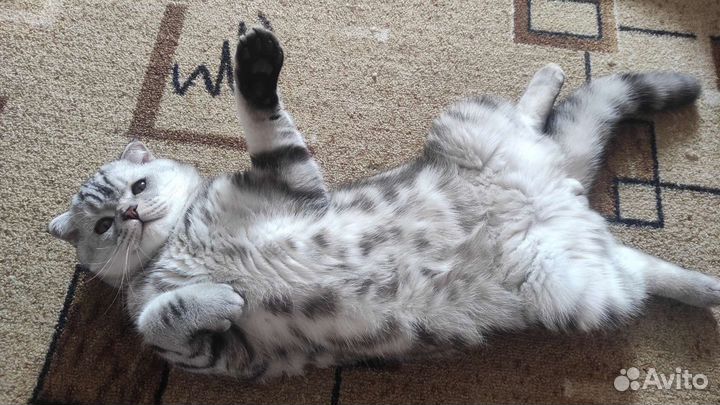 Шотландский кот вязка