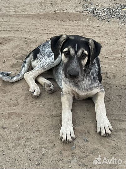 Собака в добрые руки