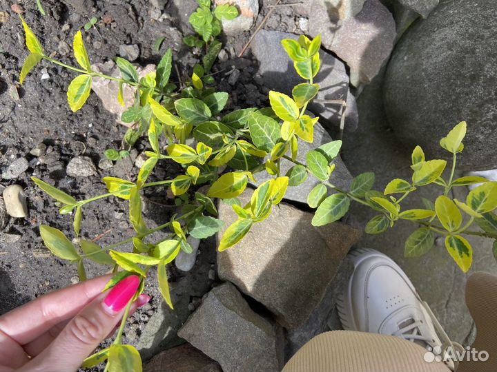 Бересклет за шоколад