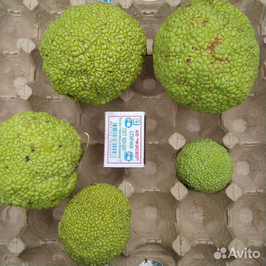 Маклюра от 10кг