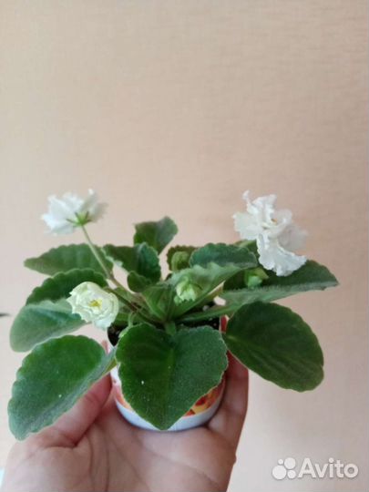 Фиалка (цветущий стартер)