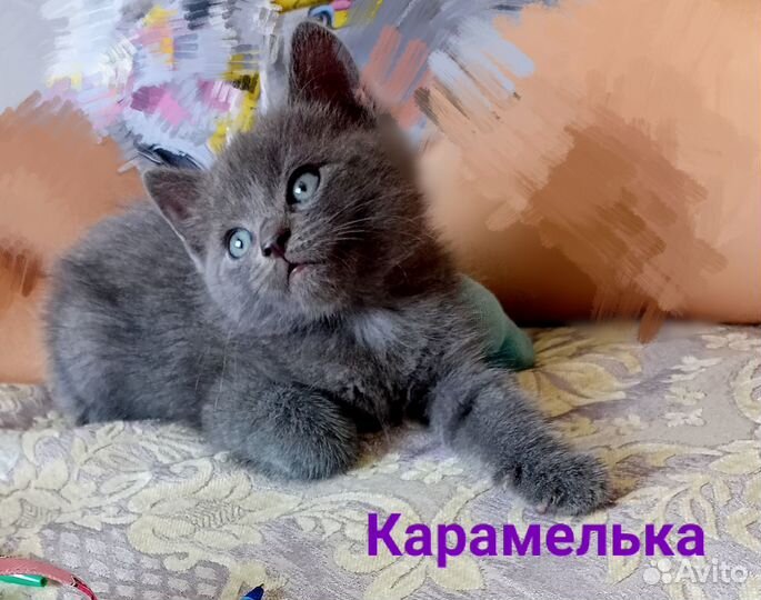 Милые котята в добрые руки