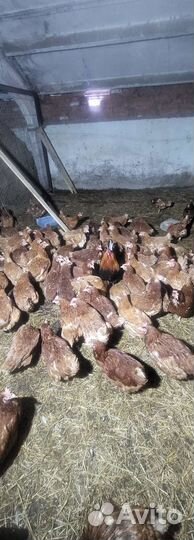 Куры петухи домашние