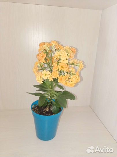 Каланхоэ цветущий