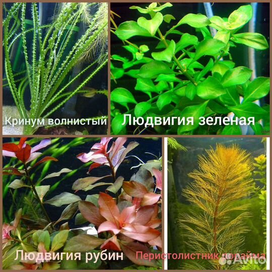 Аквариумные растения