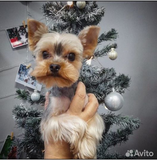 Йоркширский терьер вязка