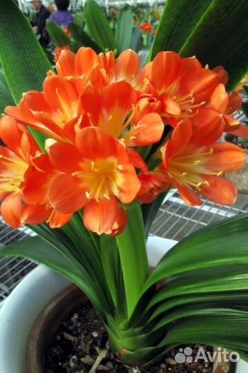 Комнатные цветы кливия