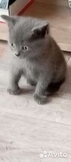 Британские котята