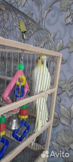 Попугай корелла пара с клеткой