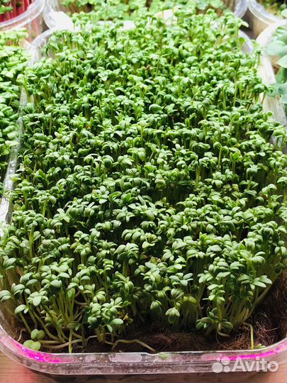 Микрозелень