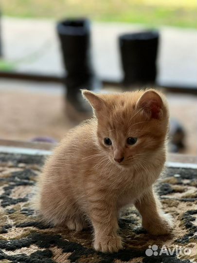 Котята от кошки мышеловки