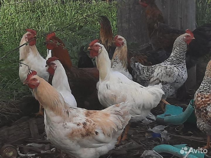 Молодые петухи