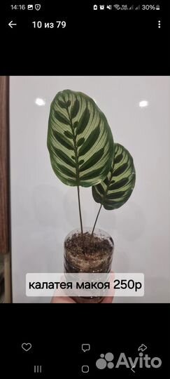 Комнатные цветы калатея, сингониум, маранта, фикус