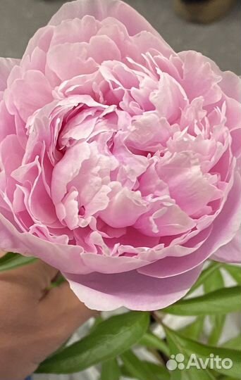 Пионы саженцы