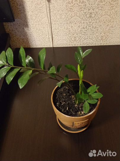 Фикус,замиакулькас,спатифилум,и др цветы