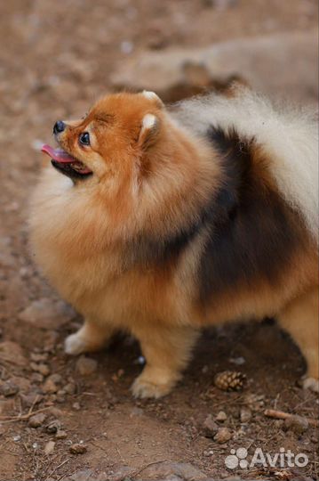 Стрижка собак - Породный выставочный Груминг шпица