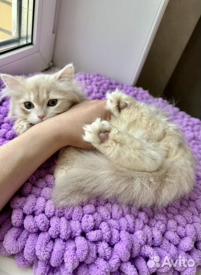 Котик 2 лиллвпя золотая шиншилла blh cy12