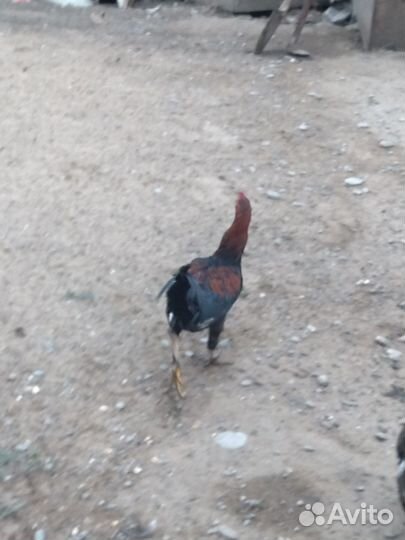 Молодые петухи