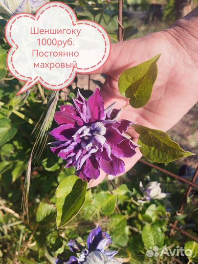 Саженцы клематиса