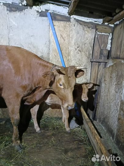 Корова стельная дойная