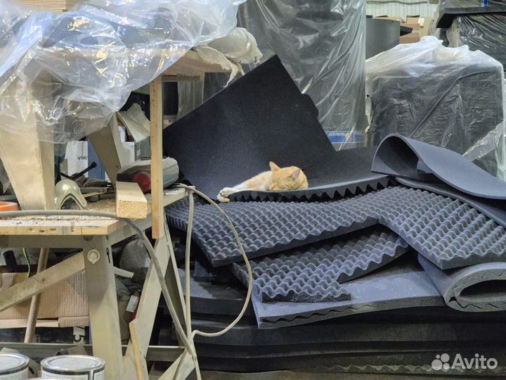 Рыжий котенок в добрые руки бесплатно