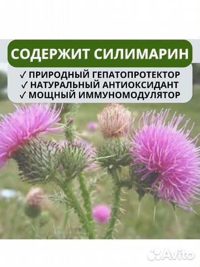 Семена Расторопши 2024 для маслоделов