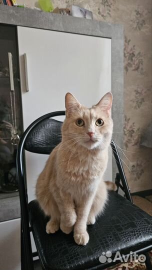 Кот в добрые руки