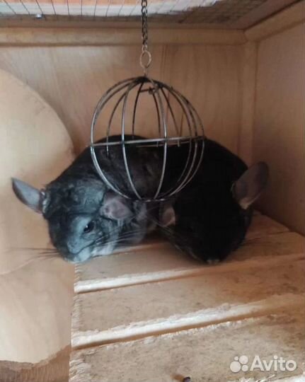 Шиншиллы семья