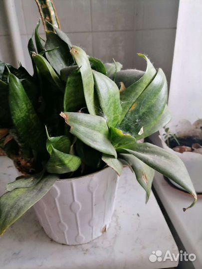 Цветы. Фикус бенджамина большой и другие