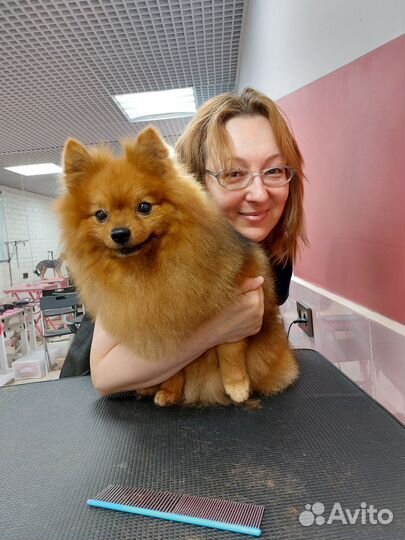 Услуги грумера. Гигиена животных