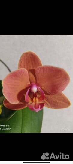 Орхидеи разные