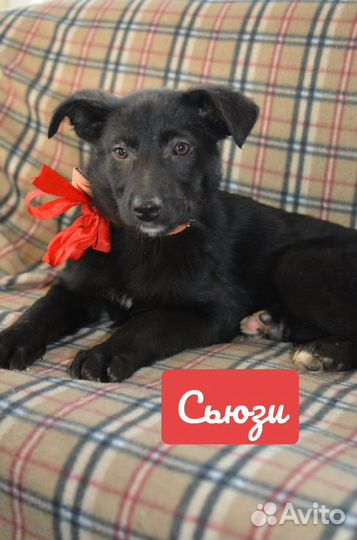 Симпатичные щенки в дар