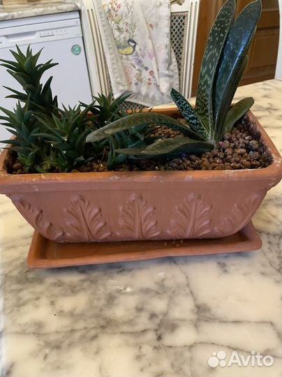 Комнатные цветы кактусы