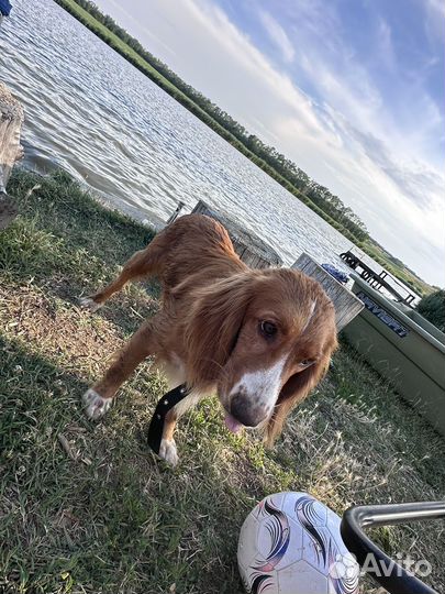 Русский спаниель