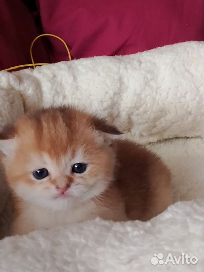 Апельсинки