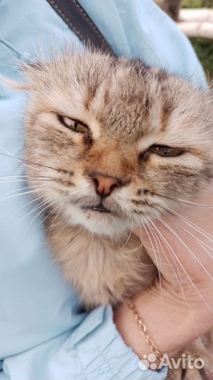 Британская вислоухая кошка