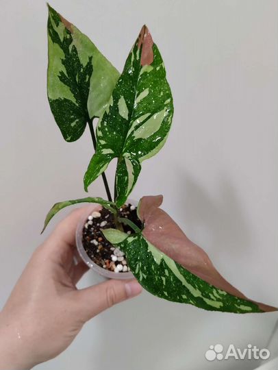 Сингониум разные сорта