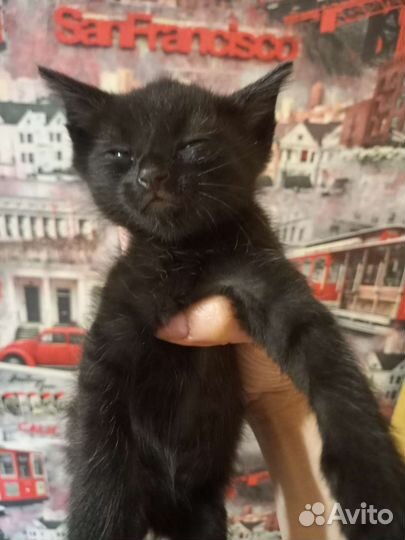 Котята в добрые руки бесплатно