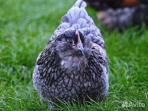 Фавероль голубая черная