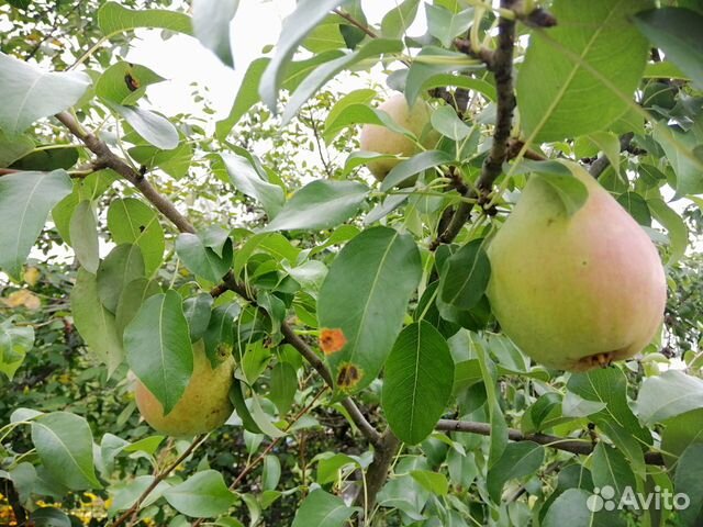 Сорта груши для Твери (саженцы)