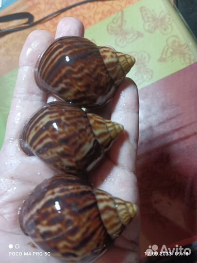 Улитки ахатина иммакулята