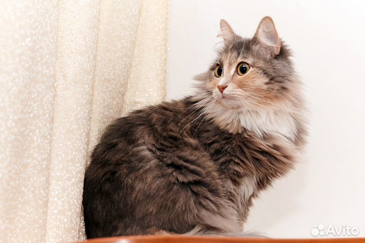 Кошечка 2 года