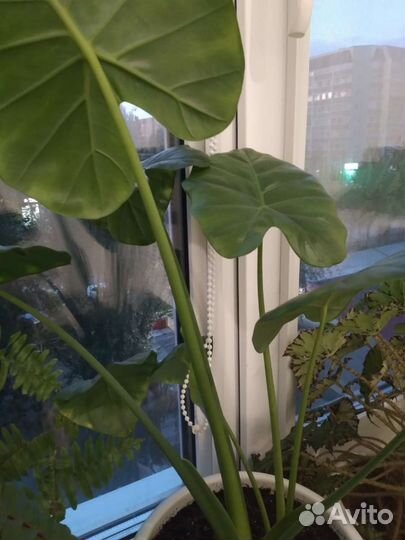 Комнатные растения цветы