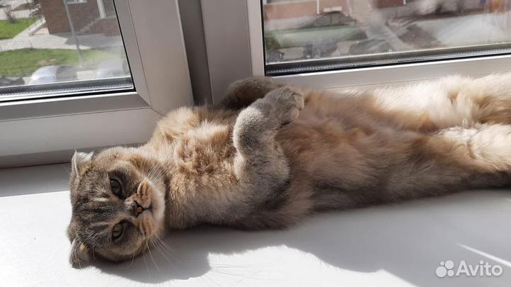 Шотландские кот и кошка в добрые руки