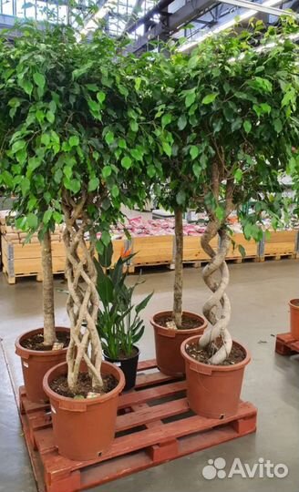 Фикус бенджамина спираль