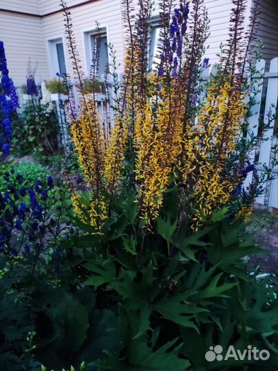 Многолетние цветы для сада