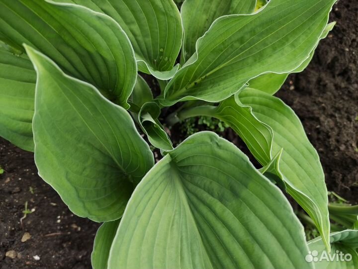 Хосты 5 сортов