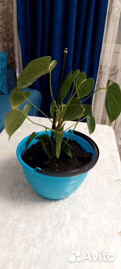Комнатные цветы антуриум