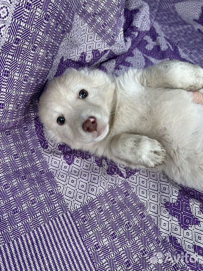 Белоснежка