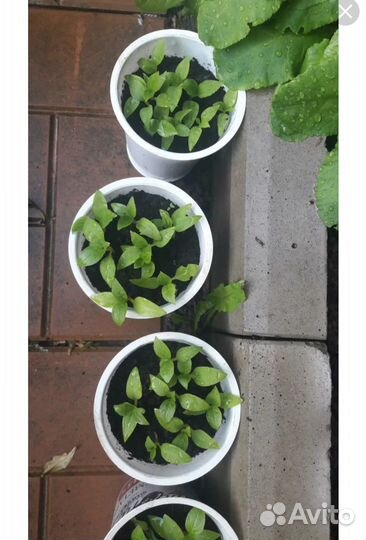 Рассада фитолакка или лаконос